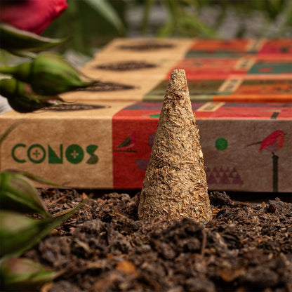 Linea Conos Patchouli & Palo Santo