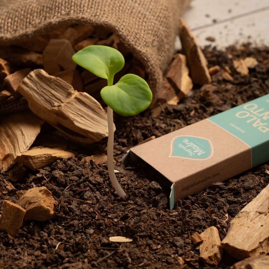 Linea Palo Santo - Fresias, 8 pz (Sagrada Madre)