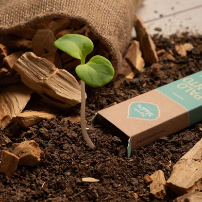 Linea Palo Santo - Fresias, 8 pz (Sagrada Madre)